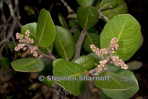 rhus integrifolia 3 graphic